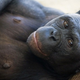 Illustration for article titled Female bonobos have gay sex to improve their social status